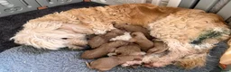 Goldendoodle dogs for sale: GoldenDoodle F1b  - Advert 15