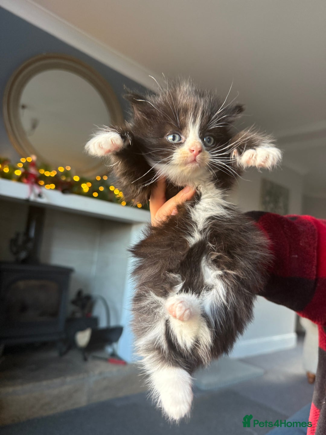 British Longhair cats for sale: Beautiful little kitten - Boy  - Advert 2