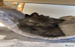 British Shorthair cats for sale: Dark BSH available 1 left - Image 3