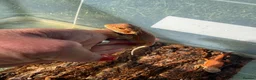 Bearded Dragon reptiles for sale: Bearded dragon babies - red monster line  - Advert 5