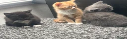 Birman cats for sale: Birman cat - Advert 10