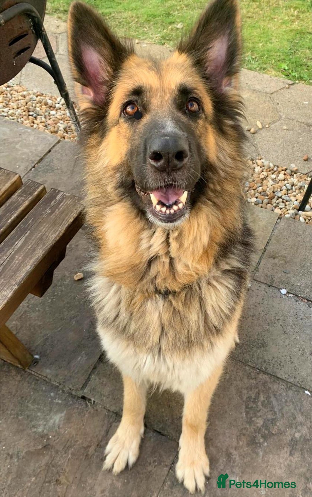 German Shepherd dogs for sale: German Shepherd Puppies – Ready Soon! 🐾 - Image 1