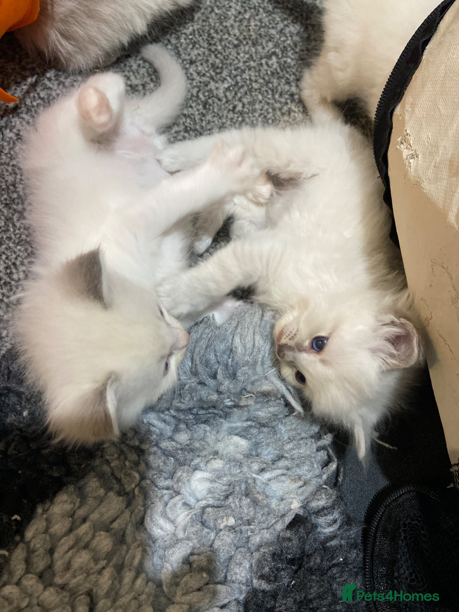 Ragdoll cats Adorable Lilac point Ragdoll kittens - Advert 18