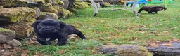 Cocker Spaniel dogs for sale: Cocker Spaniel puppies working line - Advert 19