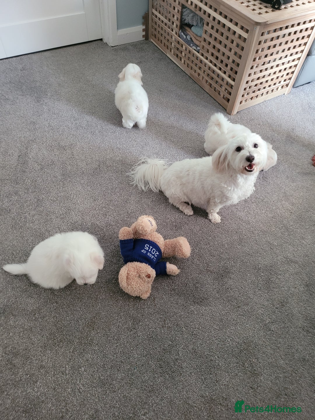 Coton De Tulear dogs for sale: Gorgeous puppies 🐶 KC registered - Image 15