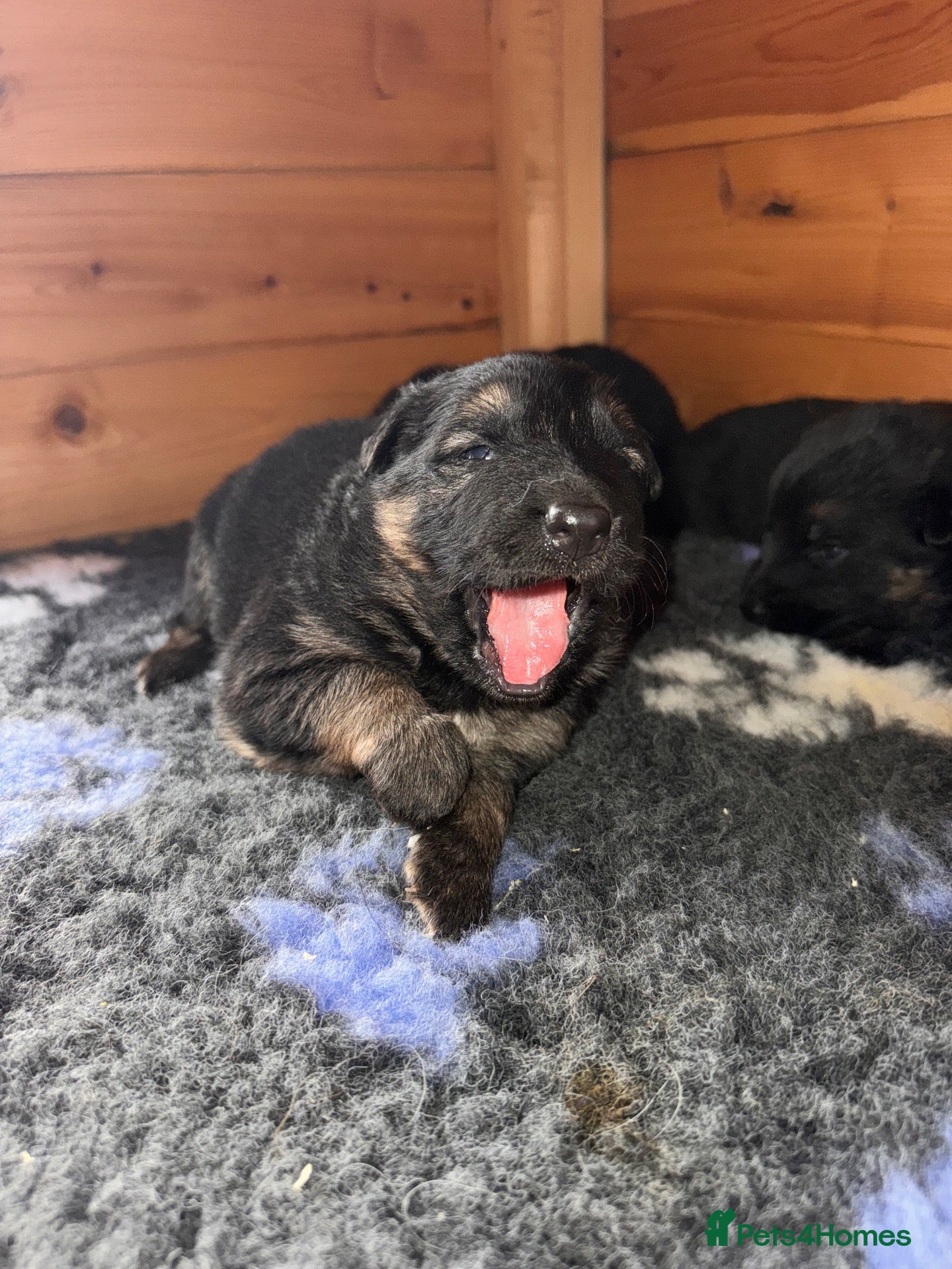 German Shepherd dogs Kc reg German German shepherd puppies - Advert 7