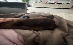 Mixed Breed dogs for sale: Docker pup for sale - Image 2
