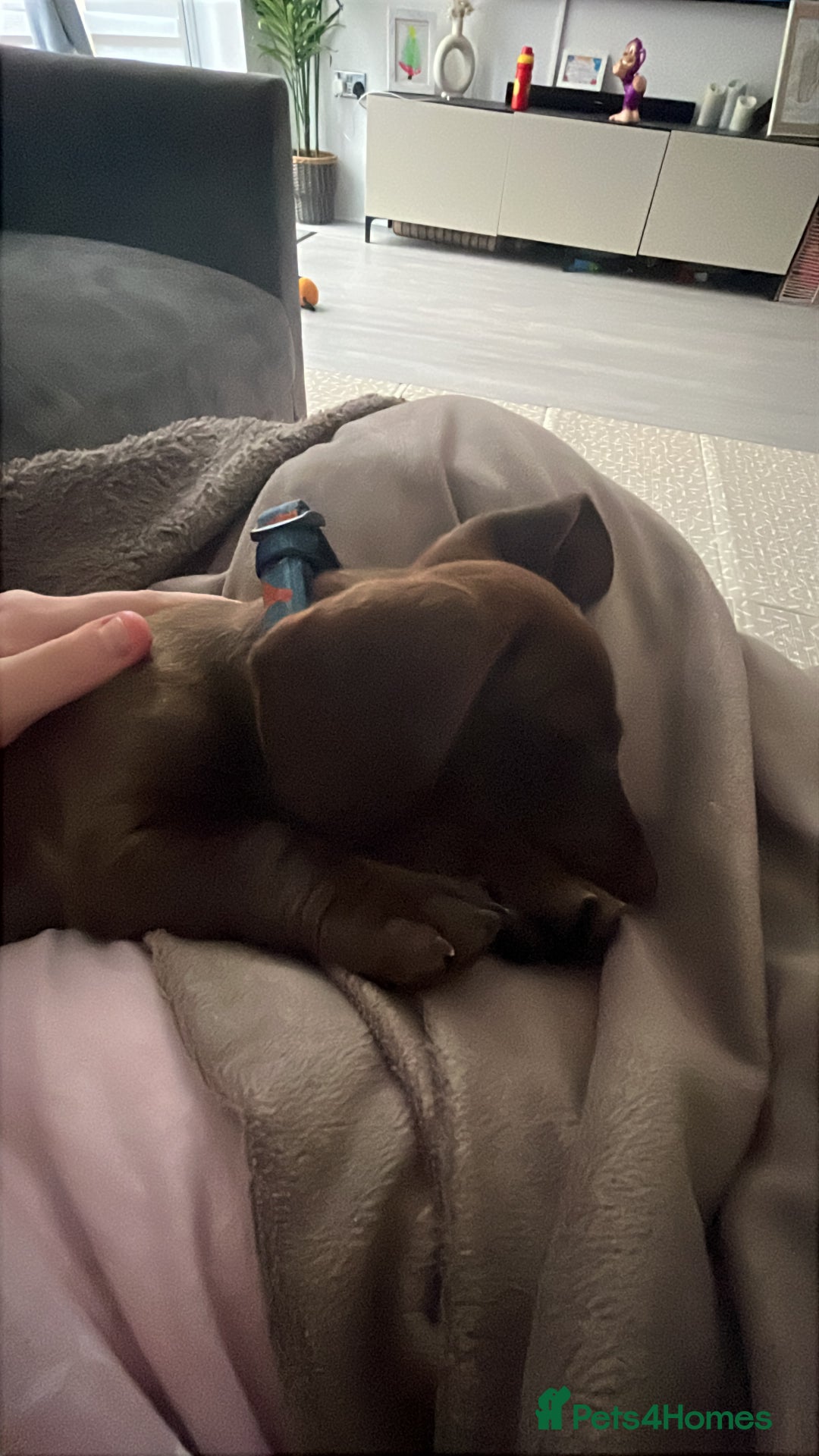 Mixed Breed dogs for sale: Docker pup for sale - Image 2