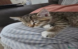 Mixed Breed cats for sale: Two beautiful kittens - Image 4