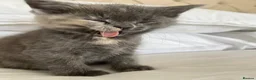 Ragdoll cats for sale: Pretty ragdoll X short hair friendly girl kittens  - Advert 7