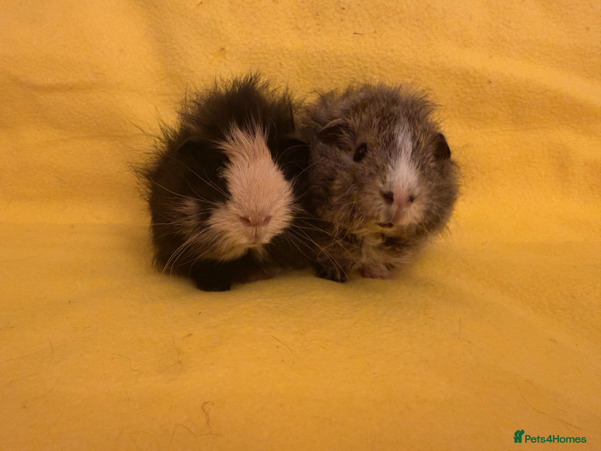 Guinea Pig rodents A tiny bundle of squeaks and love! - Advert 2