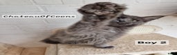 Maine Coon cats for sale: Stunning Black Smoke Registred Maine Coon Kittens - Advert 4