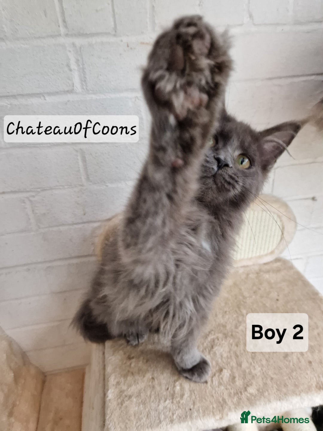Maine Coon cats for sale: Stunning Black Smoke Registred Maine Coon Kittens - Advert 4