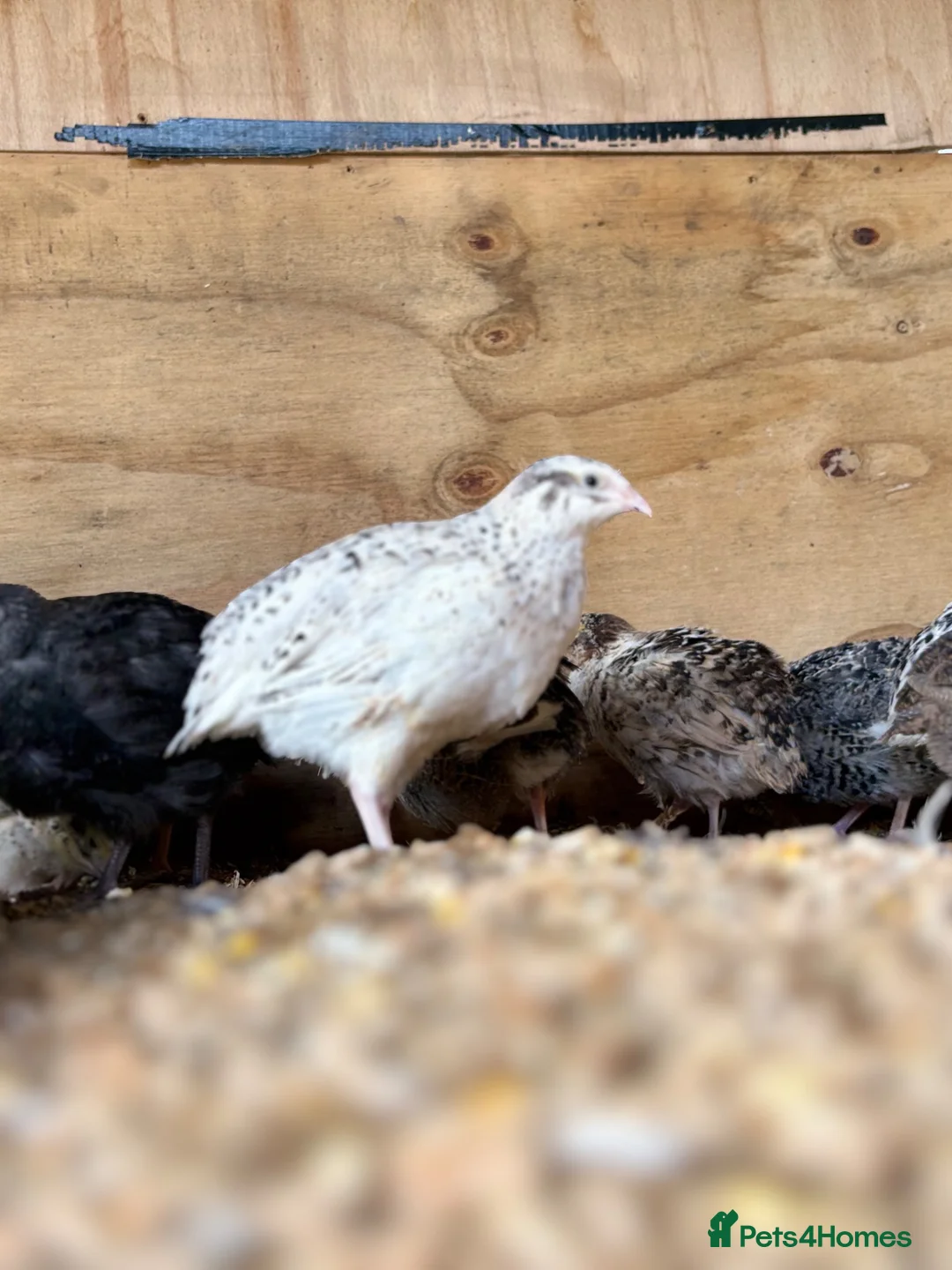 Quail poultry for sale: Coturnix Quail | Hatching Eggs, Day Olds & Older - Advert 2