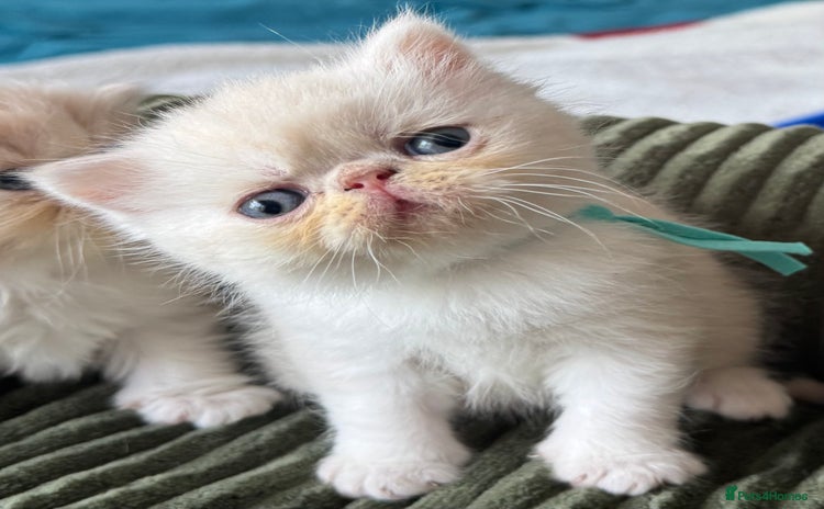Exotic cats - Advert 15
