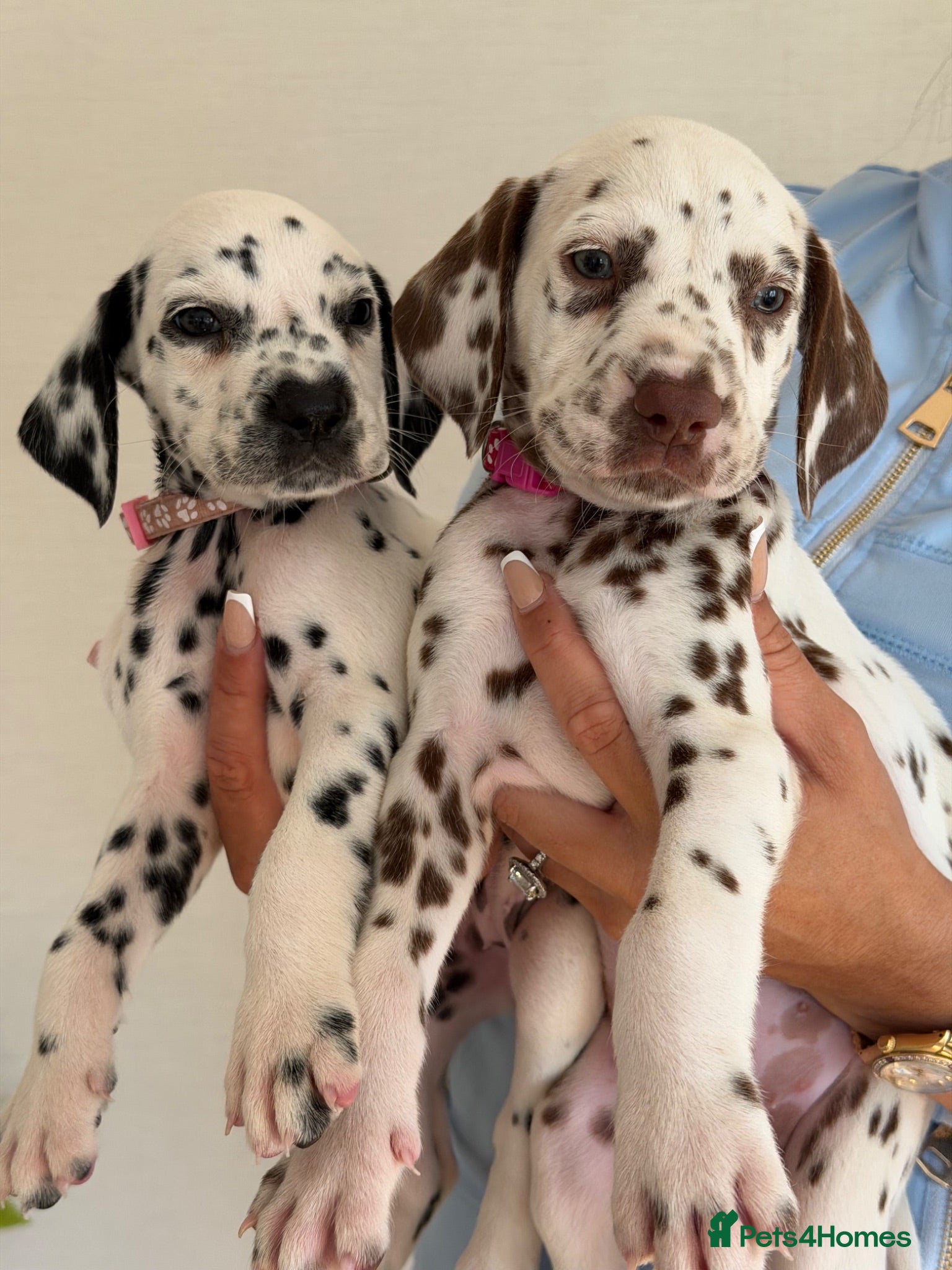 Dalmatian dogs 🏆 TWO BEAUTIFUL DALMATIAN FEMALES 🏆 - Advert 1