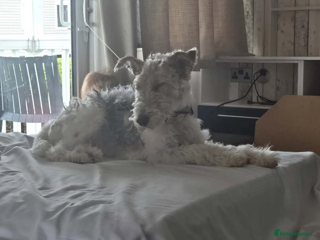 Fox Terrier dogs for sale: 2 year old fox terrier for sale in Walsall - Advert 1