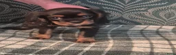 Cavalier King Charles Spaniel dogs for sale: KC Cavalier King Charles Spaniel's puppies  - Advert 4