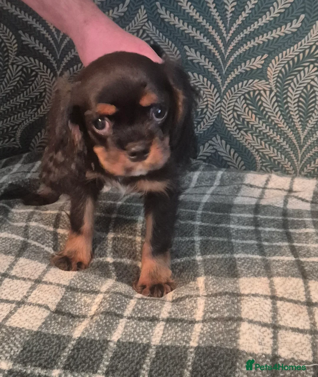 Cavalier King Charles Spaniel dogs for sale: KC Cavalier King Charles Spaniel's puppies  - Advert 4