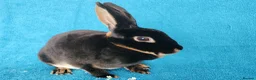 Rex rabbits for sale: Adult female mini rex for sale  - Advert 3