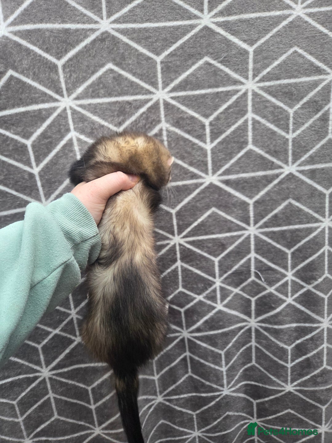 Ferret rodents for sale: 4 stunning ferrets looking for new homes - Advert 6