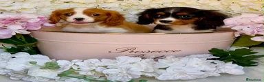 Cavalier King Charles Spaniel 2