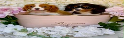 Cavalier King Charles Spaniel dogs for sale: Health tested parents vet checked/vaccinated - Advert 6