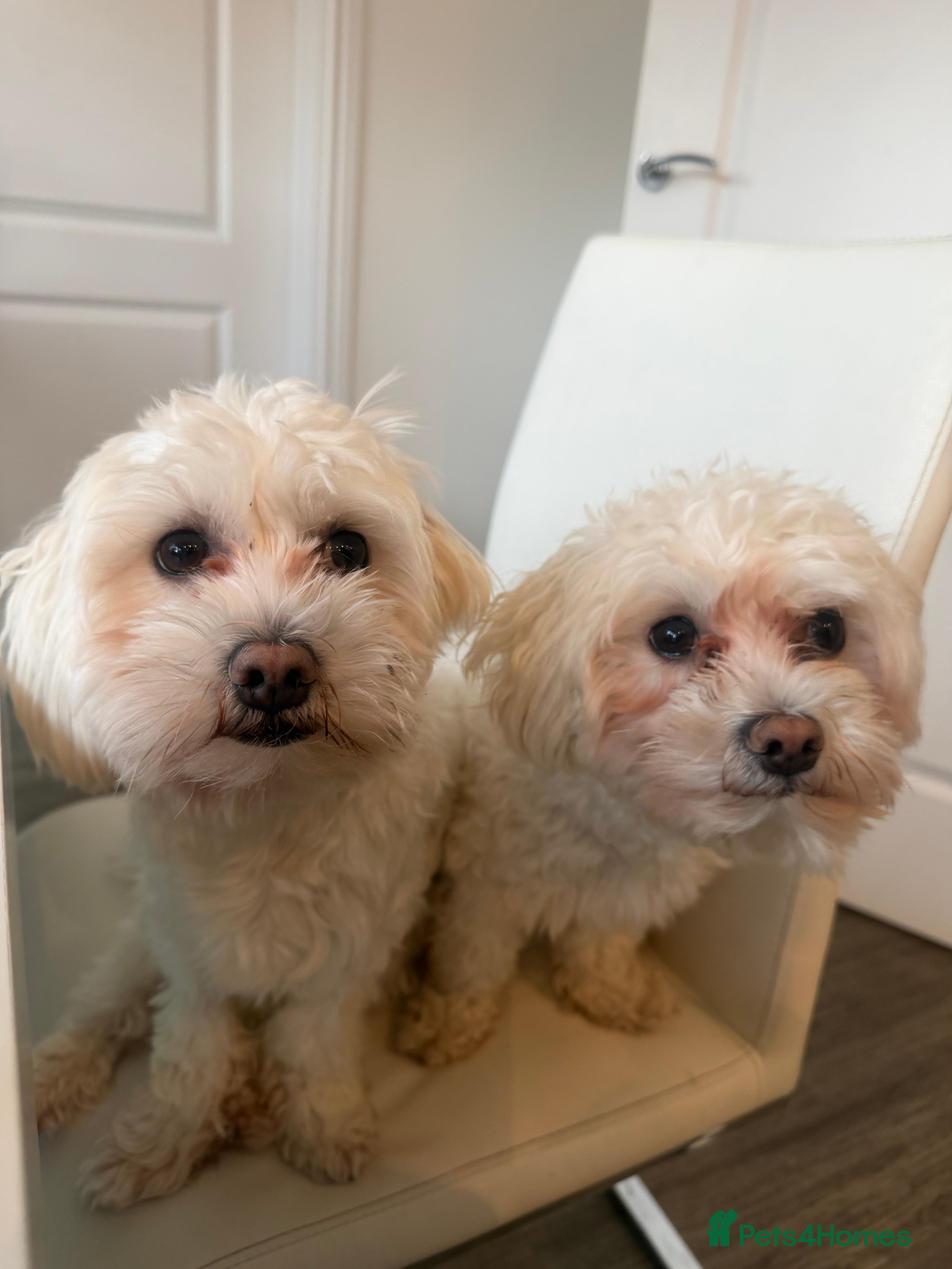 Bichon Frise dogs Two small Bichon Frise ready for their new home - Advert 9