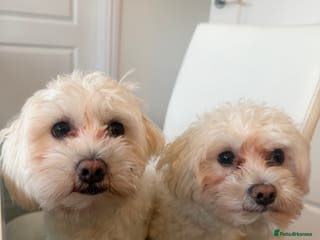 Bichon Frise dogs Two small Bichon Frise ready for their new home - Advert 12