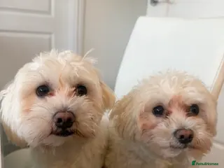 Bichon Frise dogs Two small Bichon Frise ready for their new home - Advert 4