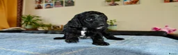 Cockapoo dogs for sale: Beautiful Cockapoo puppies for sale in Rugby - Advert 7