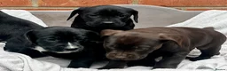 Cockerdor dogs for sale: Cockerdor Puppies - Family raised - Advert 16