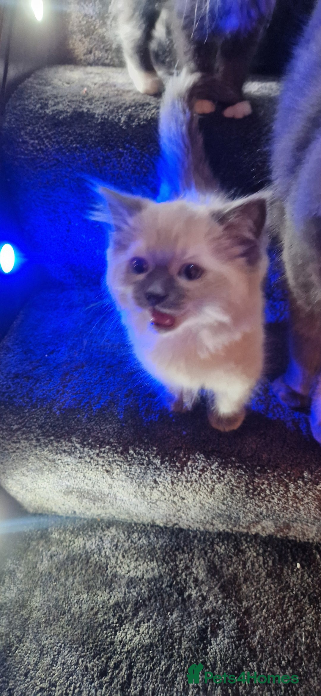 Ragdoll cats for sale: Male ragdoll kitten - Advert 3