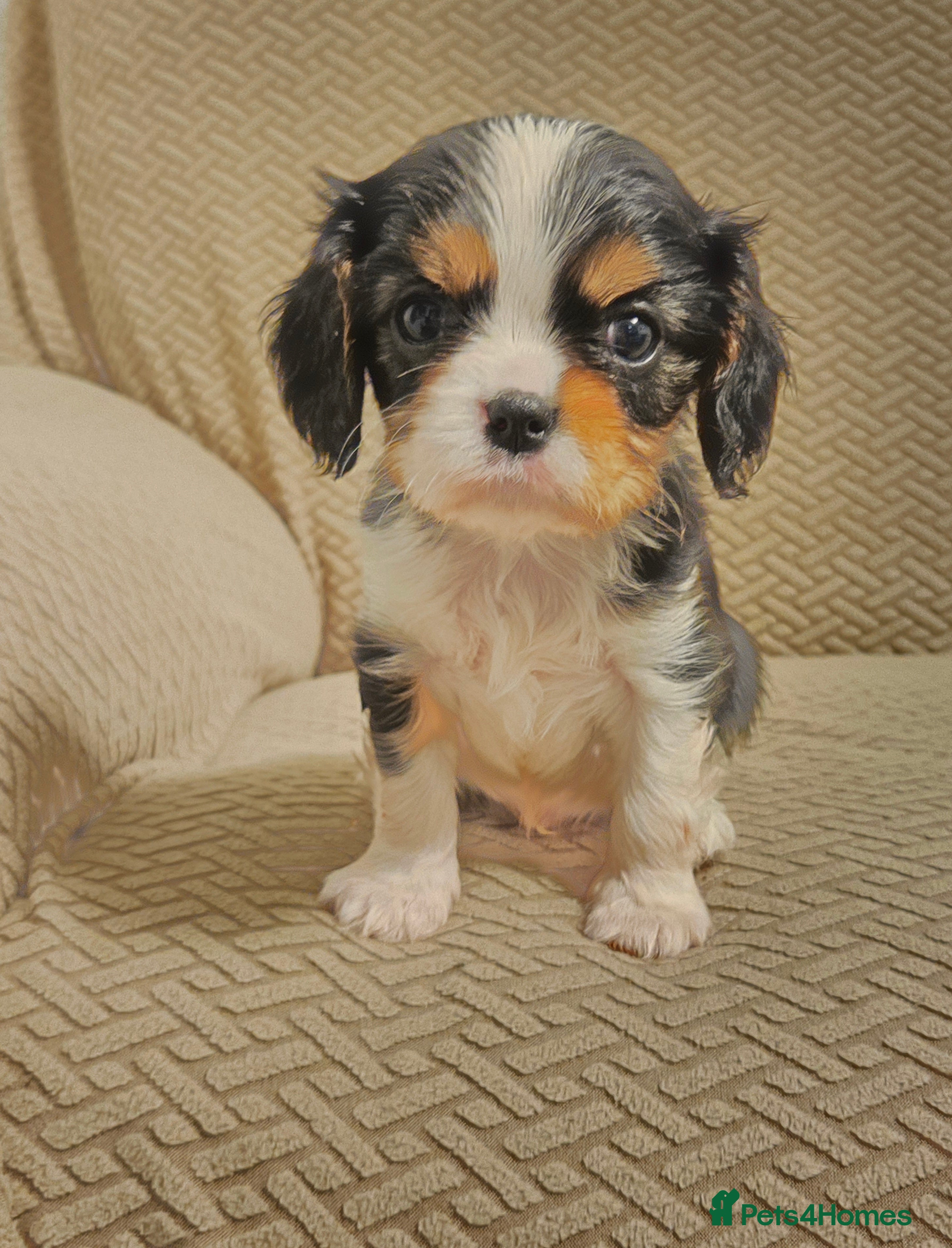 Cavalier King Charles Spaniel dogs KC Reg fully health tested parents cavvie pups  - Advert 5