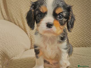 Cavalier King Charles Spaniel dogs KC Reg fully health tested parents cavvie pups - Advert 5