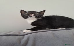 Domestic Shorthair cats for sale: 2 female kittens for sale - Image 13