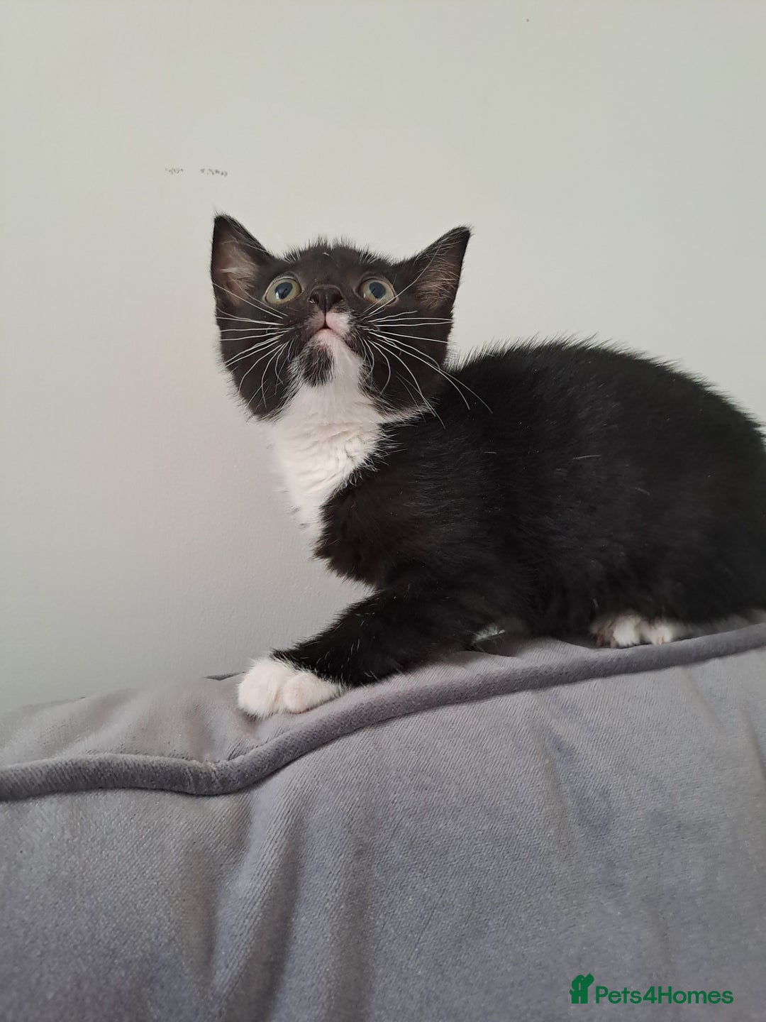 Domestic Shorthair cats for sale: 2 female kittens for sale - Image 13