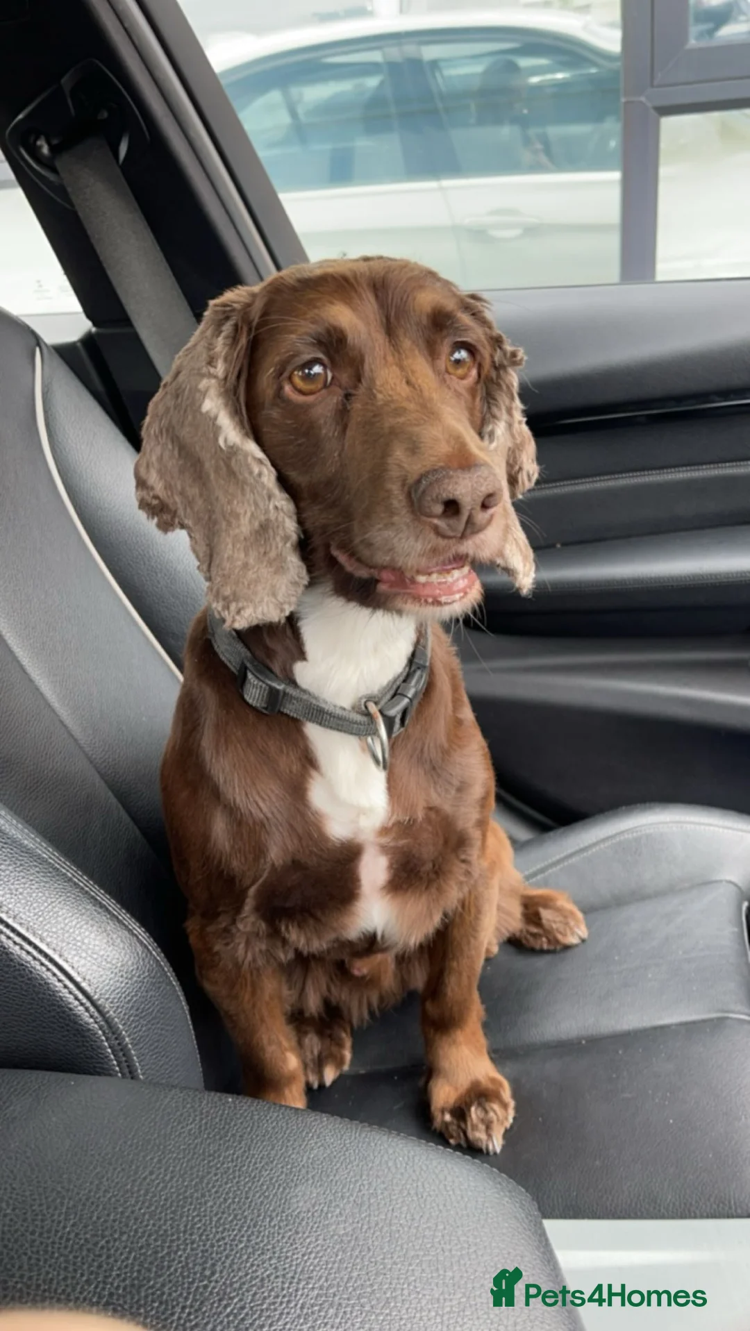 Cocker Spaniel dogs for stud: PROVEN KC CHOCOLATE WORKING COCKER SPANIEL STUD - Advert 4