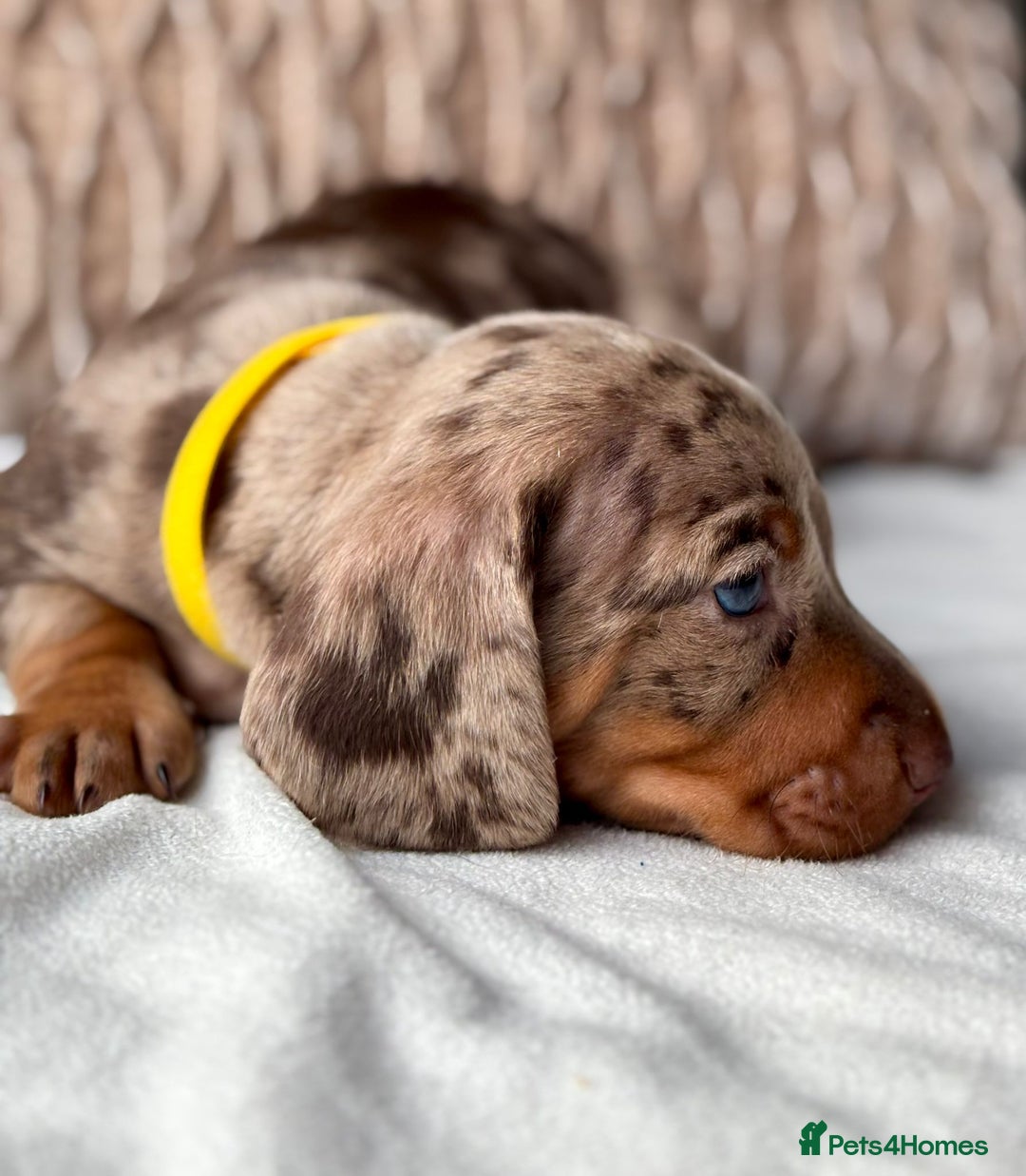 Miniature Dachshund dogs for sale: For Sale Adorable Miniature Dachshund puppies - Advert 20