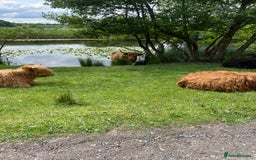 German Shepherd dogs for sale: 3 year old German shepherd pure breed  - Advert 4