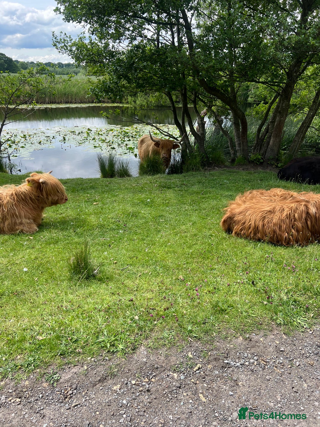 German Shepherd dogs for sale: 3 year old German shepherd pure breed  - Advert 4