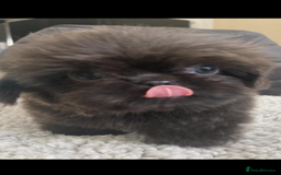 Shih Tzu dogs for sale: Shih tzu furbabies  - Image 12