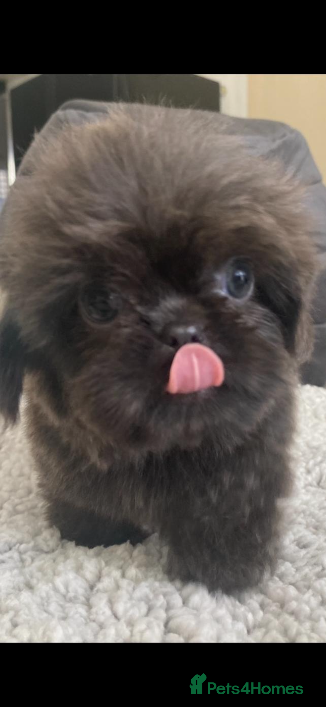 Shih Tzu dogs for sale: Shih tzu furbabies  - Image 12