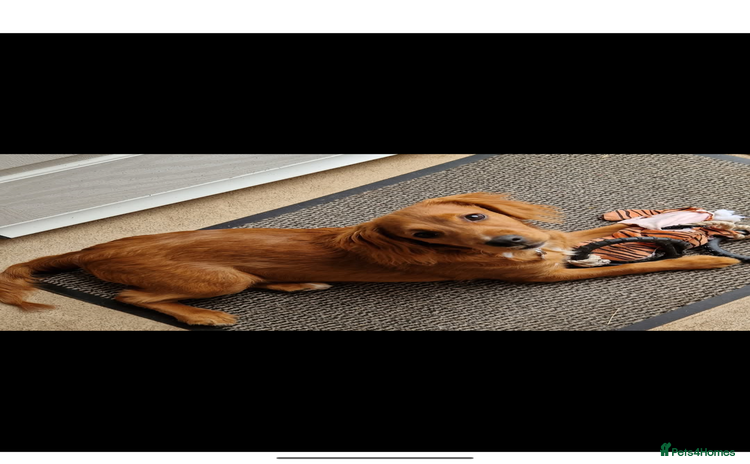 Cockapoo dogs - Advert 12