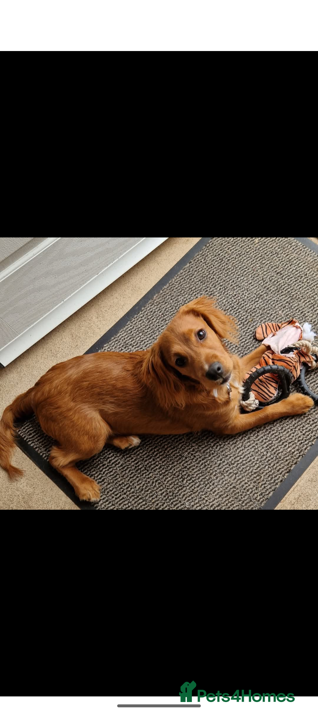 Cockapoo dogs for sale: 5month old cockapoo - Image 1