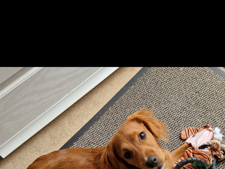 Cockapoo dogs 9month old cockapoo - Advert 15