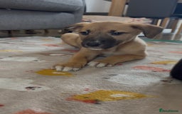 Mixed Breed dogs for sale: Collie x puppies - Image 4