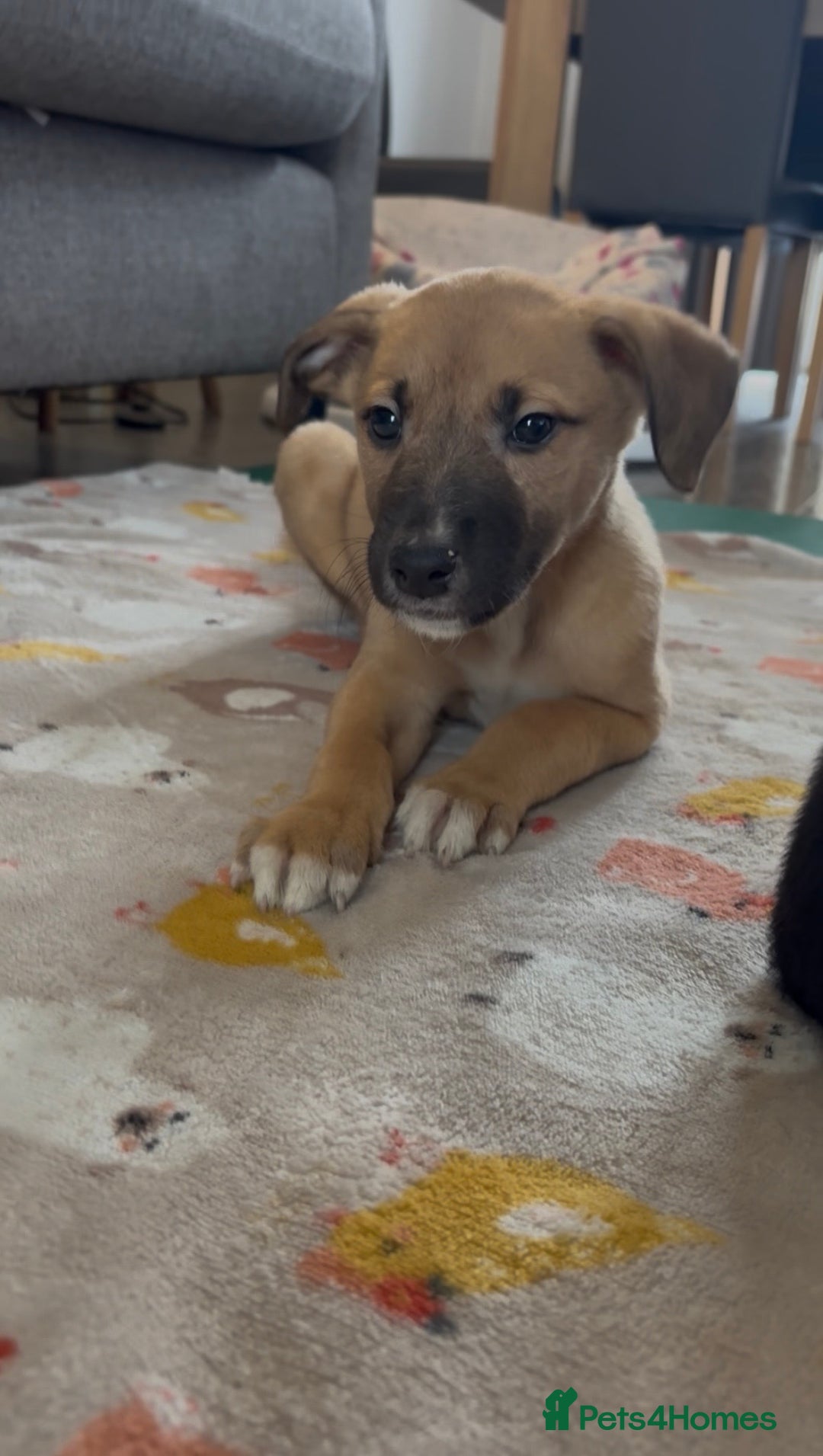 Mixed Breed dogs for sale: Collie x puppies - Image 4