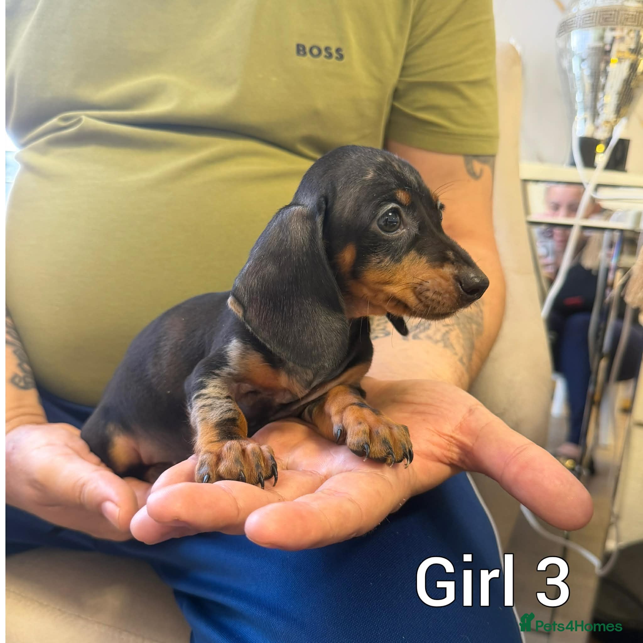 Miniature Dachshund dogs Miniature Dachshund - Advert 6