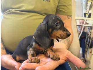 Miniature Dachshund dogs Miniature Dachshund - Advert 3